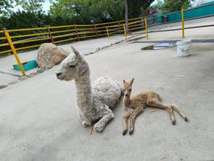 -西霞口神雕山野生动物世界