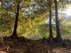 -溱湖国家湿地公园