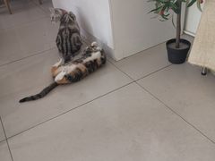 -平行世界·猫咖(首经贸店)