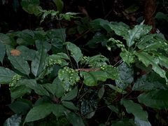 -洛阳白云山景区