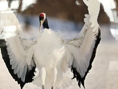 -钏路市丹顶鹤自然公园