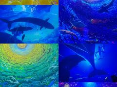 -海合安天津极地海洋公园