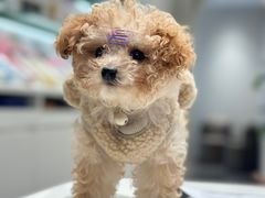 -萌宠之家·腊肠犬·马尔泰·小体犬舍