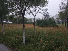 -天津东丽湖风景区