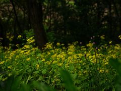 -大渡口区义渡公园