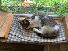-海边的猫和咖啡馆