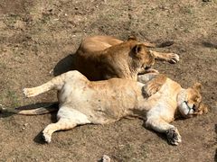 -青藏高原野生动物园
