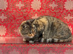 -龙华素斋(龙华路店)