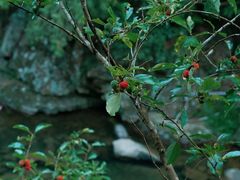 -宁波余姚老柿林山居度假村