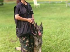 -北京京卫宠物寄养训练中心