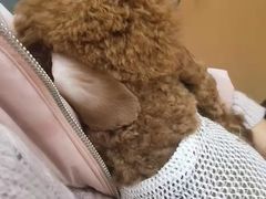-联合动物医院(光谷诊疗中心)