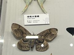 -四川大学博物馆