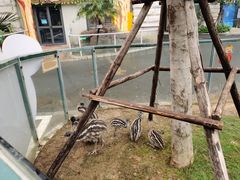 -灵玲国际马戏城