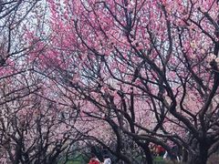 -南京古林公园