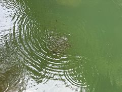 -石台牯牛降景区