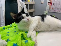 -瑞派动物医院·绝育·犬猫全科·预防医学(光景江南中店)