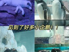 -正佳极地海洋世界