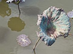 -深圳仙湖植物园