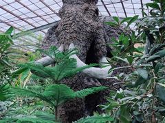 -呀路古热带植物园