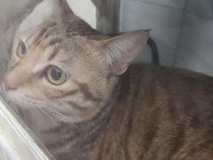 -爱诺耐芙动物医院(万博店)