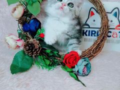-十年猫舍·猫咪专门店(普陀店)