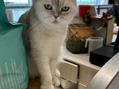 -飞行喵MR PILOT|猫舍·猫咖(静安大融城店)