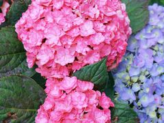 -名花谷生态庄园