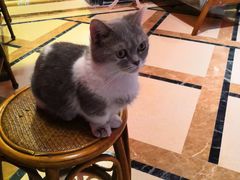 -猫色咖啡·猫咖