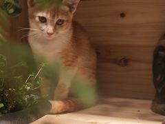 -自由生长植物工作室(深港花卉中心店)
