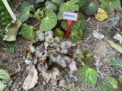 -东莞植物园