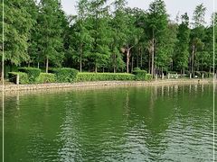 -金花茶公园
