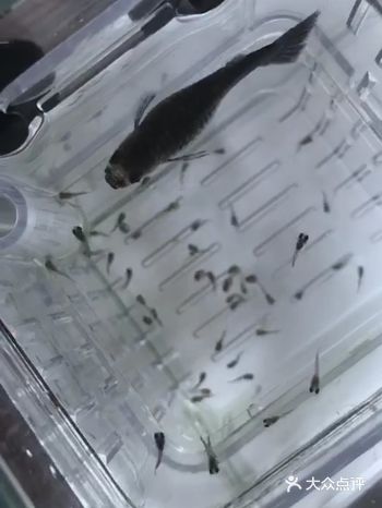 看着一只一只的生，很神奇的感觉，我小鱼家族