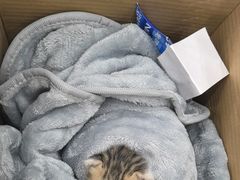 -安安宠医宠物医院·异宠·犬猫内科(岳阳分院)