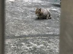 猫猫-晓港公园