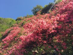 -木兰云雾山
