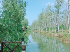 -合肥滨湖国家森林公园