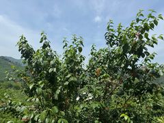 -樱桃山旅游景区