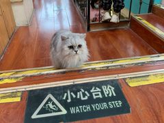 -猫小院猫主题咖啡厅(北锣店)