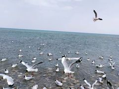 -青海湖国家重点风景名胜区