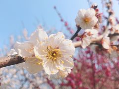 -香雪海