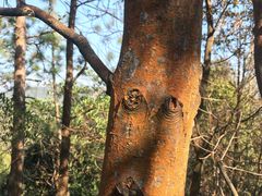 -皇鸽餐厅(五桂山分店)