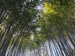-十里琅珰
