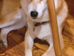 -柴务处·柴犬主题狗咖