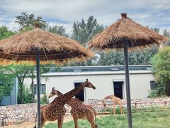 -北京野生动物园