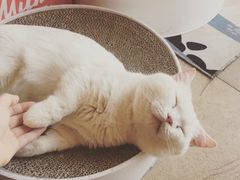 -猫咖时代(中山亭店)