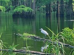 -池杉湖湿地公园