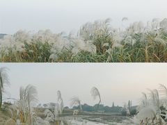-良渚古城遗址公园