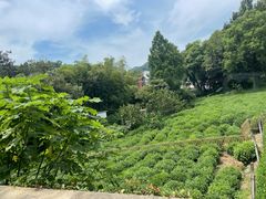 -野蔓果·山野菜(西湖景区·龙井茶田店)