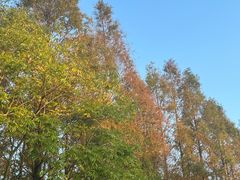 -上海海湾国家森林公园