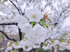 -顾村公园